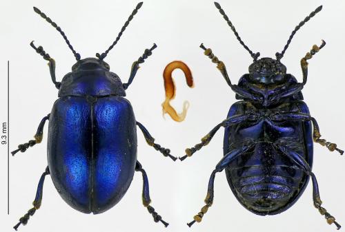Chrysolina coerulans